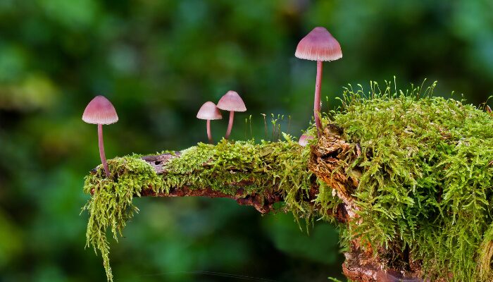 苔テラリウム